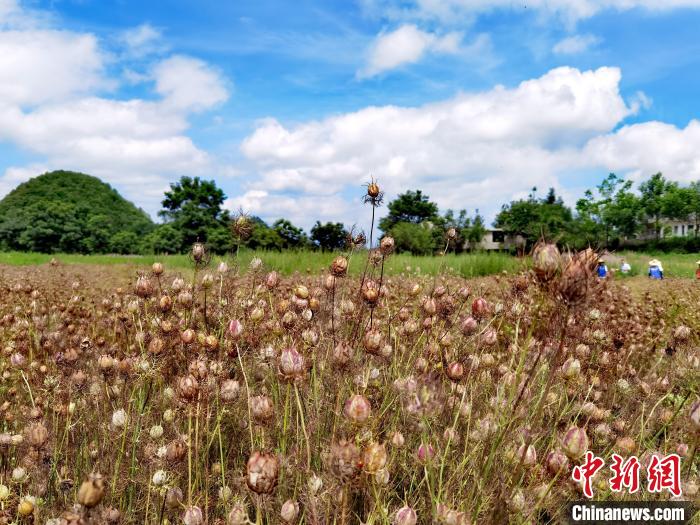 图为香药草种植基地试验田种植的黑种草。 周燕玲 摄 图为香药草种植基地试验田种植的黑种草。 周燕玲 摄