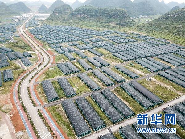 （图文互动）（1）贵州食用菌产业助农就业增收