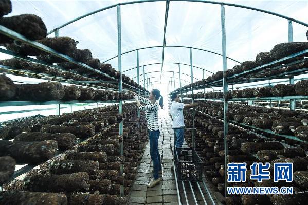 （图文互动）（2）贵州食用菌产业助农就业增收