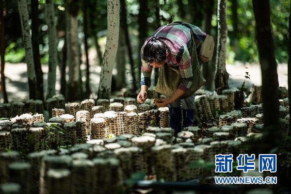 （图文互动）（3）贵州食用菌产业助农就业增收
