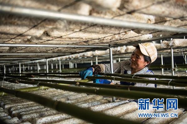 （图文互动）（4）贵州食用菌产业助农就业增收