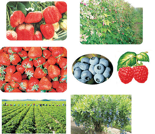 草莓和蓝莓.jpg