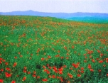 伊犁哈萨克草原