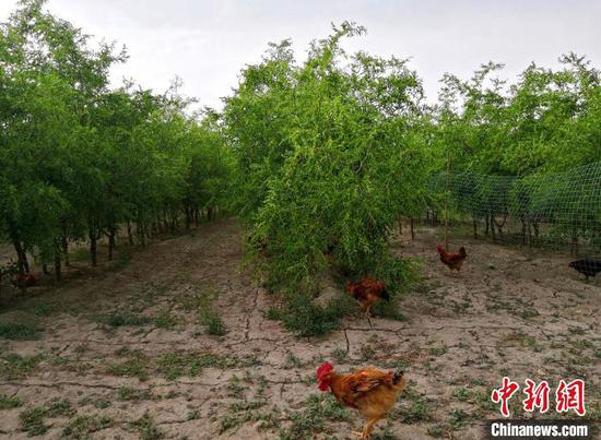 郑小明家的林下养殖基地。　史玉江 摄
