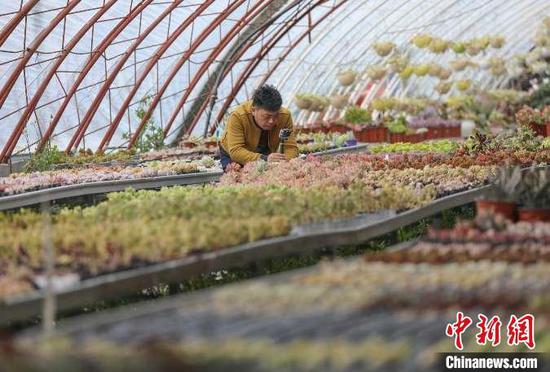 消费模式的变化，让“绿植超市”的销售前景更加可观。　向浪 摄