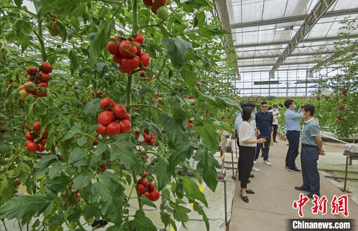 台资农业企业家在现代农业园区交流经验。　刘忠俊 摄