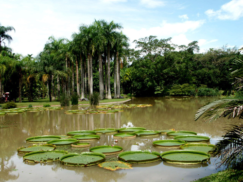 雲南西雙版納熱帶植物園.jpg