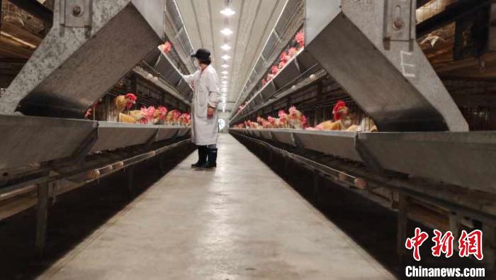这里的红标鸡分为种鸡和商品鸡。图为生活“待遇”更好的种鸡舍。　张传明 摄