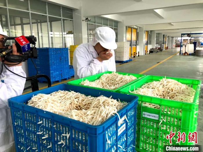 台湾“菌菇世家”大陆扎根“台三代”誓传承“百年老店”