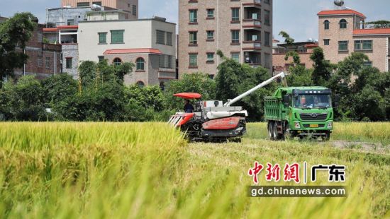 白云区首宗临时用地复垦水田 作者 谭札烽
