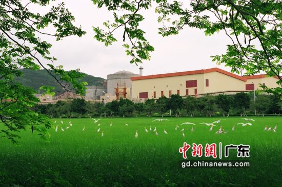 大亚湾核电基地内白鹭与清洁能源相伴而生。 作者 中广核 供图