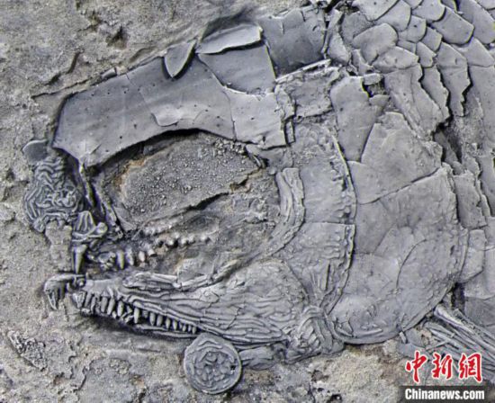 亚洲肋鳞裂齿鱼正型标本头部放大图。　徐光辉 供图