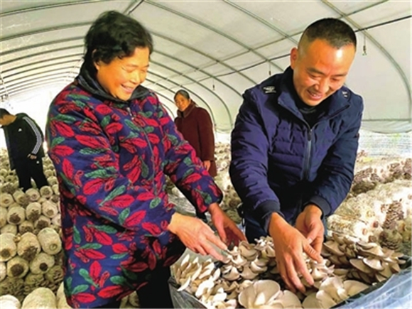 近日，梁平区菇之家食用菌农场种植大棚内，村民们在采摘平菇。通讯员 郑君兴 向泓羽 供图