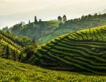 国家AAAA级景区—普安茶文化生态旅游景区