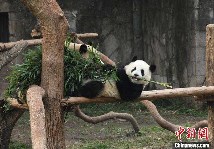 大熊猫在户外一边啃竹子一边享受冬日暖阳。　周毅 摄