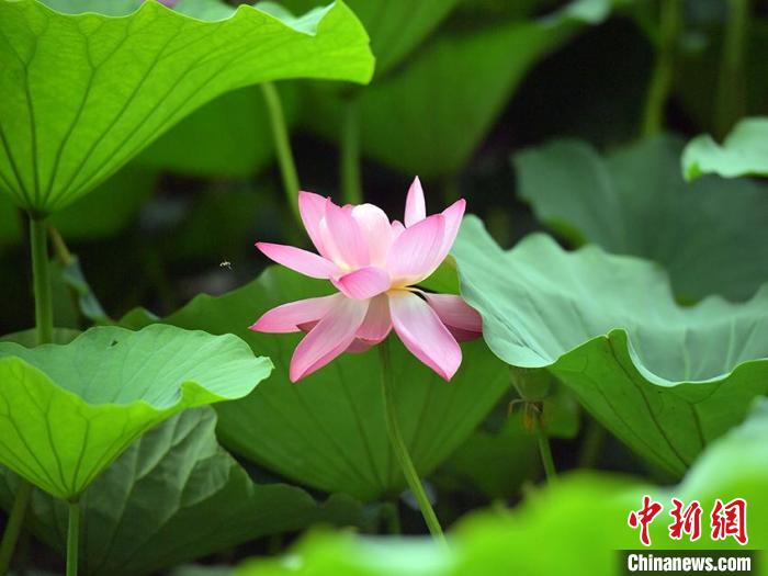 绽放的荷花。　刘栋 摄