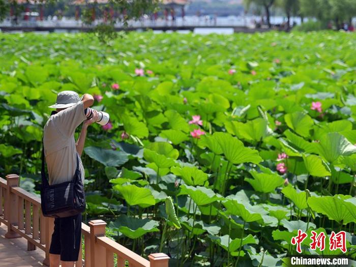 盛开的荷花吸引市民驻足观赏。　刘栋 摄