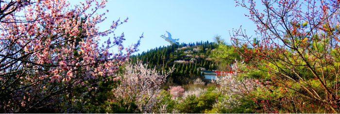 白马寺山森林公园36