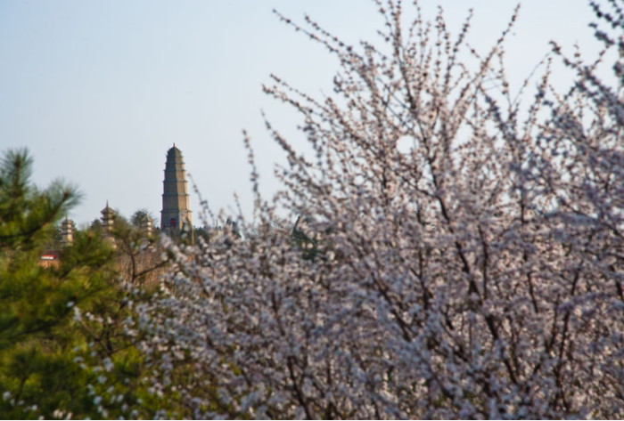 白马寺山森林公园3058