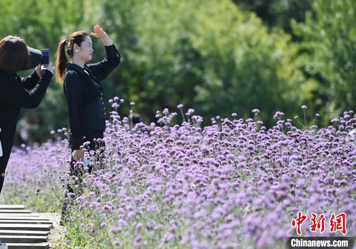 长春秋色宜人游客畅游花海