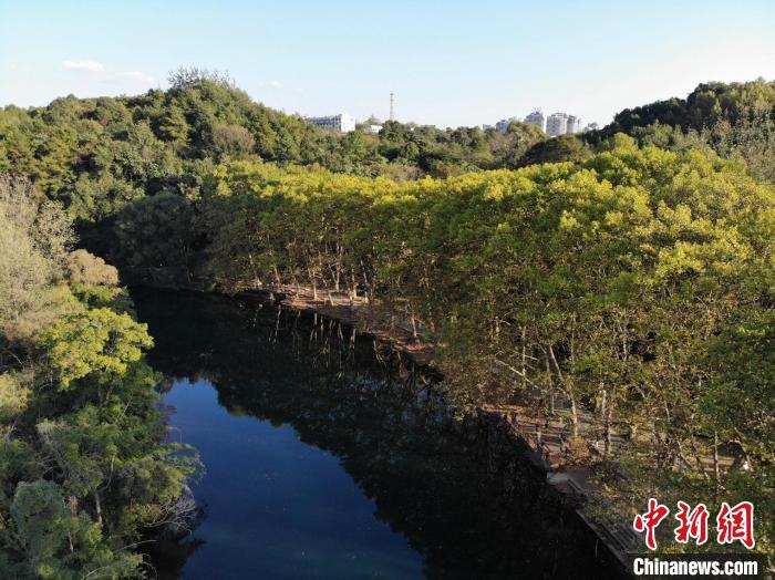 贵阳“黄金大道”：秋叶渐黄景美如画