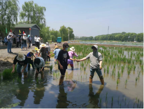 红桥区组织开展“你好天津—鎏津岁月行”暨“浓情端午看美丽乡村，两岸一家话融合发展”主题活动48