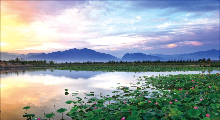 6月6日 浑源神溪湿地荷花