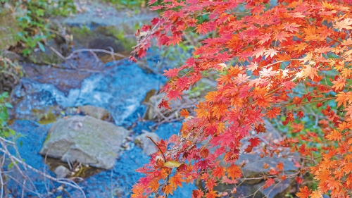 红叶绚烂 粉黛梦幻 限定版泉城秋日盛景登场34