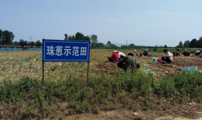 方城台办：助力台商珠葱喜获丰收127