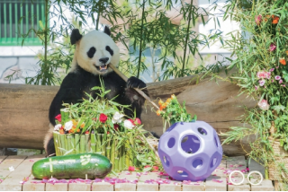 济南动物园大熊猫“雅吉”迎来11岁生日21