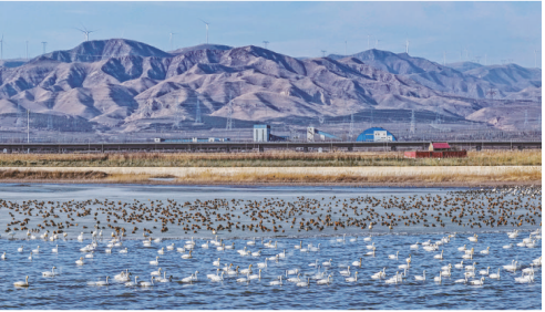 桑干河迎来首批北迁候鸟12