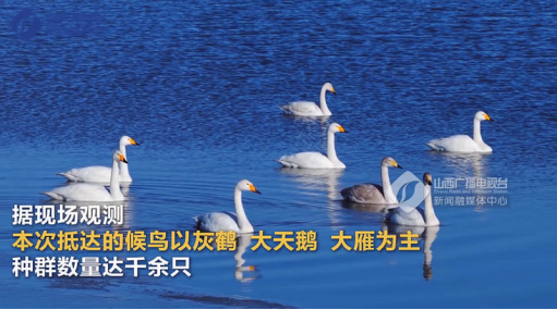 朔风古韵·塞上绿洲——鸟类篇15