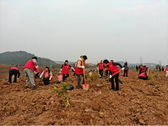 十堰市郧阳区台胞台属代表积极参加志愿植树活动24