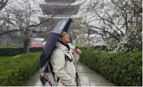 樱香牵两岸 知音共荆楚515