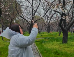 樱香牵两岸 知音共荆楚519