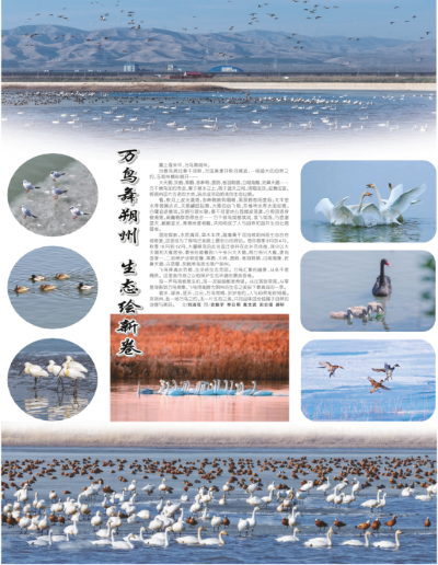 万鸟舞朔州 生态绘新卷16