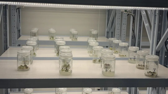 试验田里上科普课 台青共赏农韵悟初心——武汉空港湿地花田开展世界读书日公益活动1139