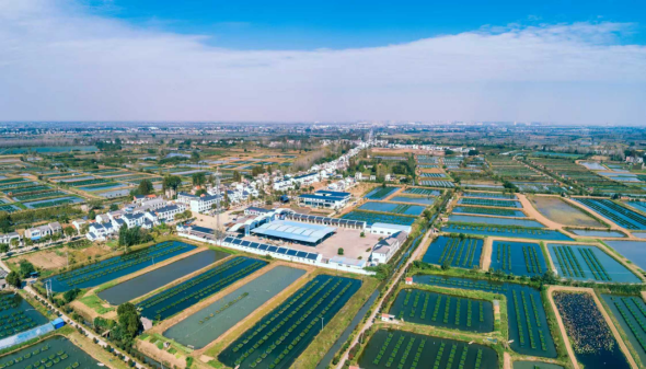 一鳝连两岸 水乡叙乡情395 一鳝连两岸 水乡叙乡情395