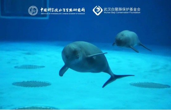 首例！在武汉生了！体重已9公斤1137